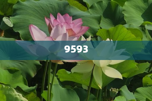 貓貓：你禮貌嗎-深度釋義、專家解讀解釋與落實?,留心欺詐的套路